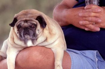 Por Que a Maioria dos Cães e Gatos Está Obesa Atualmente?
